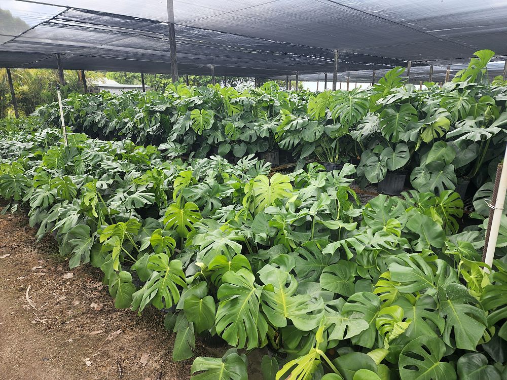 monstera-deliciosa-swiss-cheese-vine-philodendron-pertusum-monstera-lennea-mexican-breadfruit-ceriman