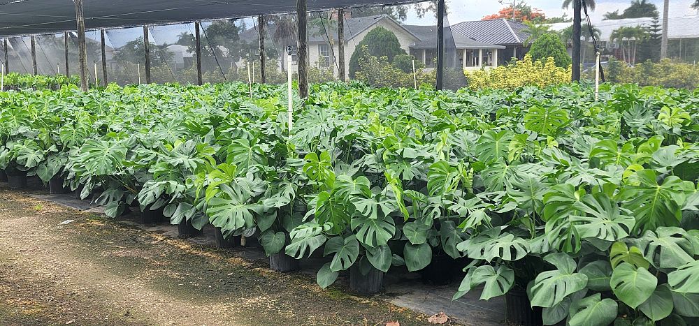 monstera-deliciosa-swiss-cheese-vine-philodendron-pertusum-monstera-lennea-mexican-breadfruit-ceriman