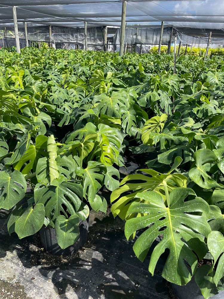 monstera-deliciosa-swiss-cheese-vine-philodendron-pertusum-monstera-lennea-mexican-breadfruit-ceriman