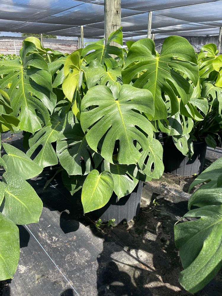 monstera-deliciosa-swiss-cheese-vine-philodendron-pertusum-monstera-lennea-mexican-breadfruit-ceriman