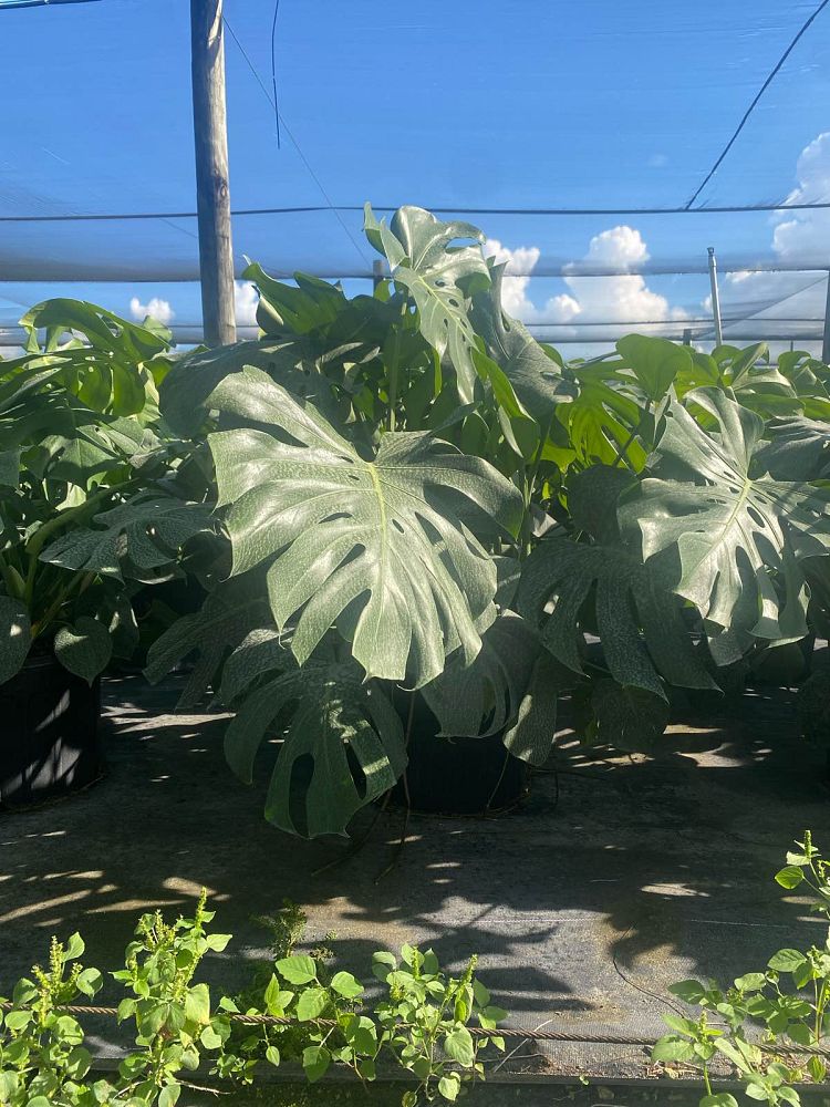 monstera-deliciosa-swiss-cheese-vine-philodendron-pertusum-monstera-lennea-mexican-breadfruit-ceriman