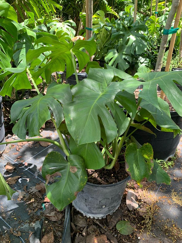 monstera-deliciosa-swiss-cheese-vine-philodendron-pertusum-monstera-lennea-mexican-breadfruit-ceriman