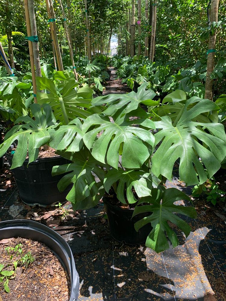 monstera-deliciosa-swiss-cheese-vine-philodendron-pertusum-monstera-lennea-mexican-breadfruit-ceriman