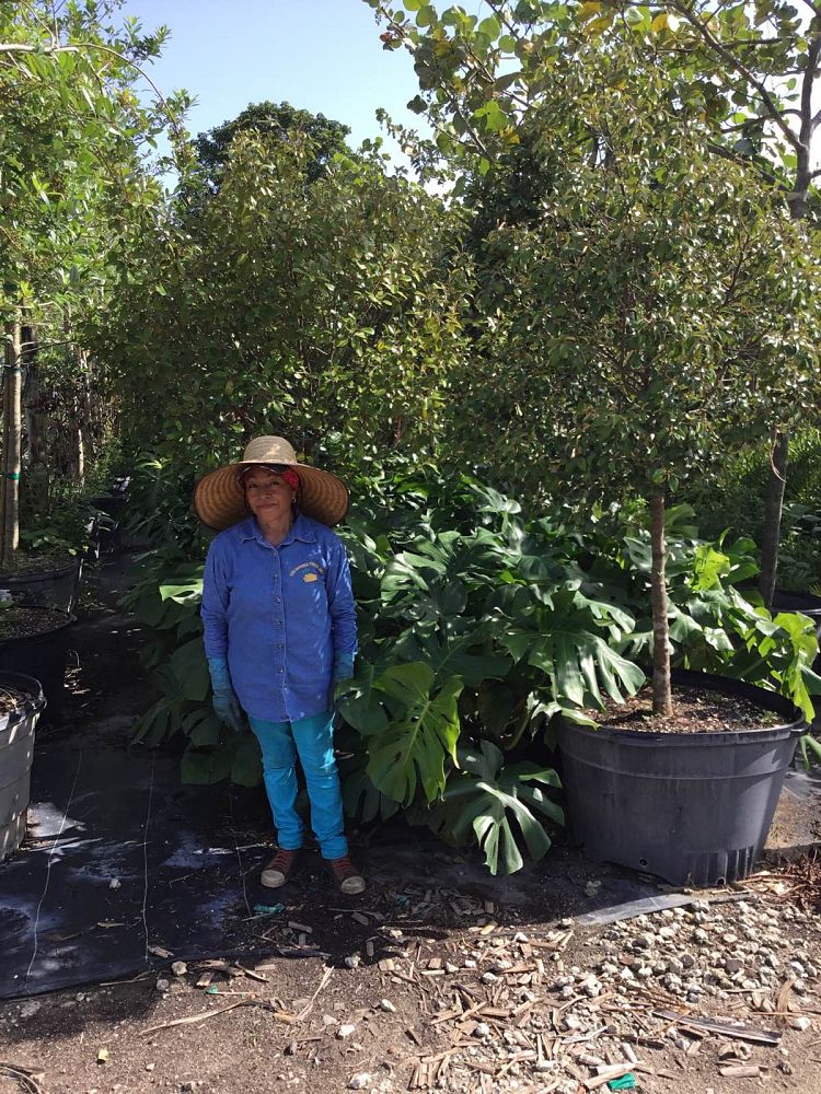 monstera-deliciosa-swiss-cheese-vine-philodendron-pertusum-monstera-lennea-mexican-breadfruit-ceriman