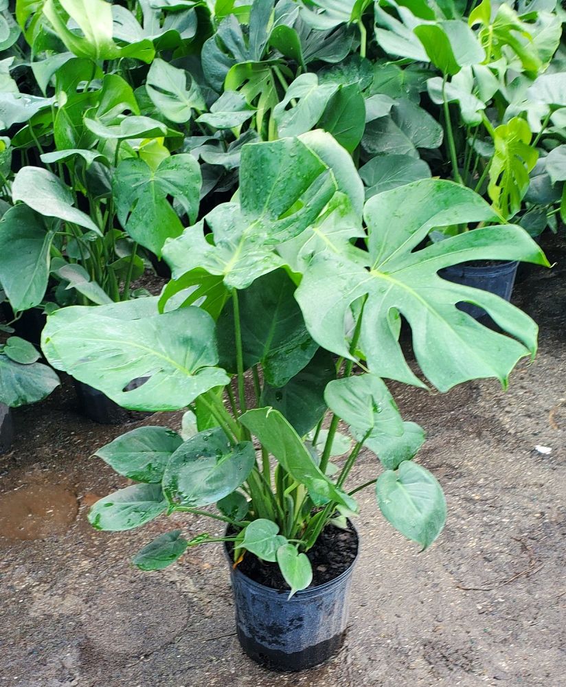 monstera-deliciosa-swiss-cheese-vine-philodendron-pertusum-monstera-lennea-mexican-breadfruit-ceriman