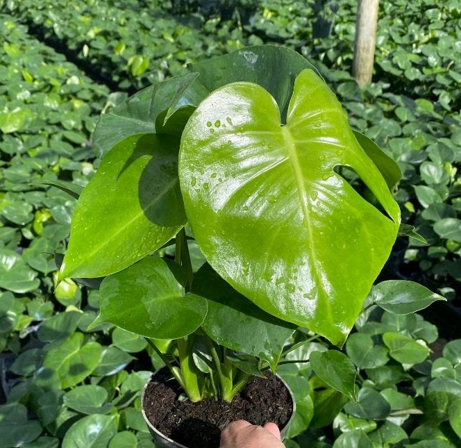 monstera-deliciosa-swiss-cheese-vine-philodendron-pertusum-monstera-lennea-mexican-breadfruit-ceriman