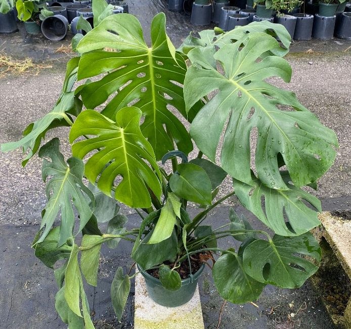 monstera-deliciosa-swiss-cheese-vine-philodendron-pertusum-monstera-lennea-mexican-breadfruit-ceriman
