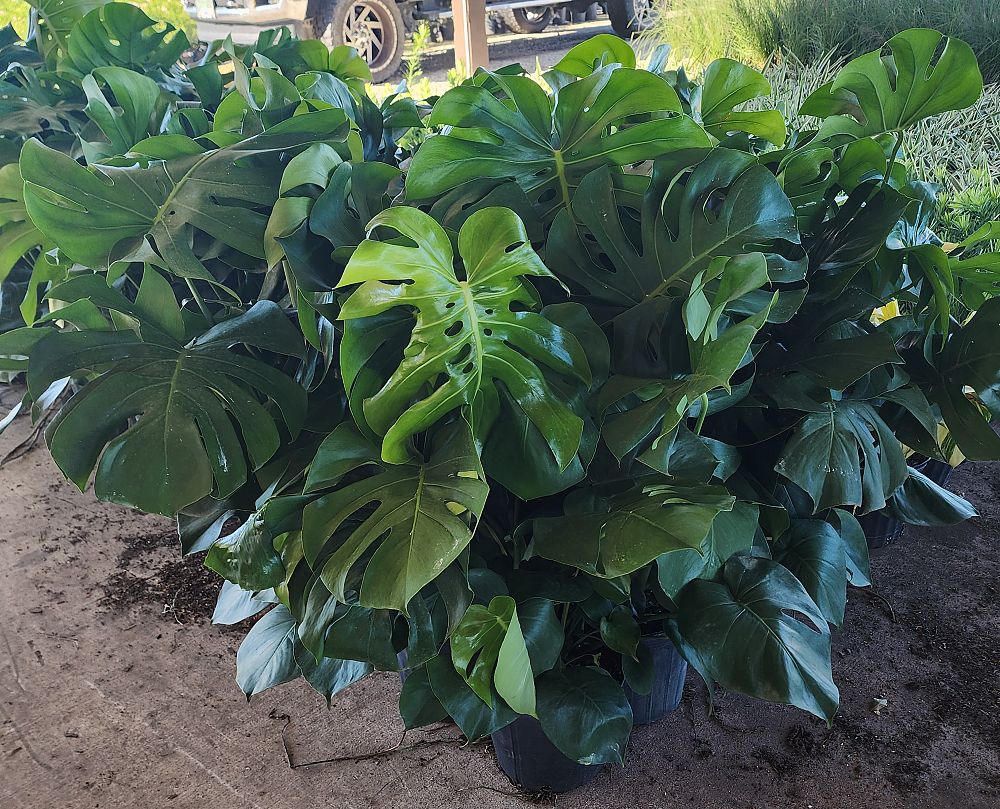 monstera-deliciosa-swiss-cheese-vine-philodendron-pertusum-monstera-lennea-mexican-breadfruit-ceriman