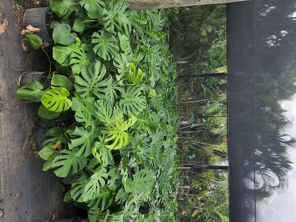 monstera-deliciosa-swiss-cheese-vine-philodendron-pertusum-monstera-lennea-mexican-breadfruit-ceriman