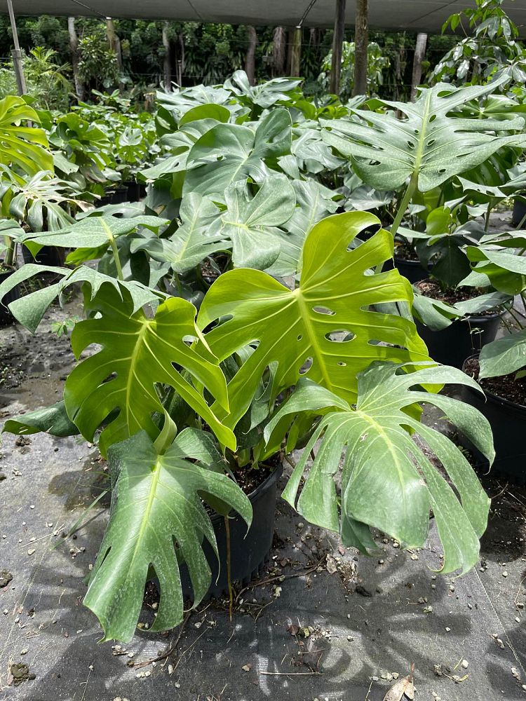 monstera-deliciosa-swiss-cheese-vine-philodendron-pertusum-monstera-lennea-mexican-breadfruit-ceriman