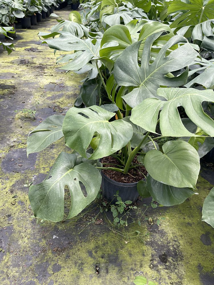 monstera-deliciosa-swiss-cheese-vine-philodendron-pertusum-monstera-lennea-mexican-breadfruit-ceriman