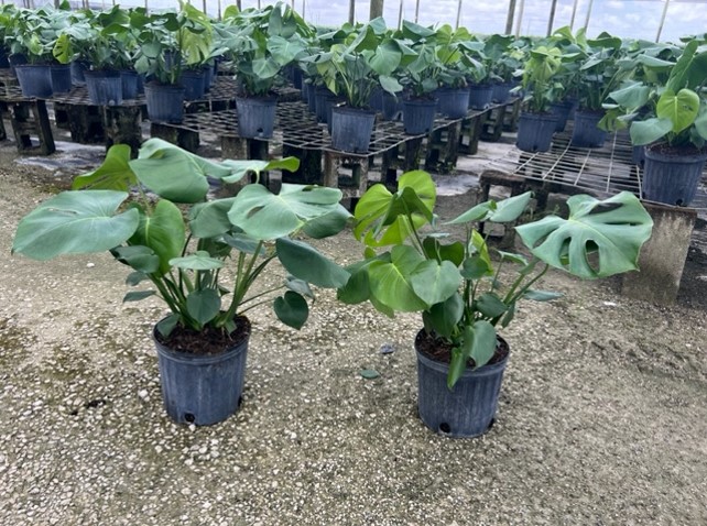 monstera-deliciosa-swiss-cheese-vine-philodendron-pertusum-monstera-lennea-mexican-breadfruit-ceriman