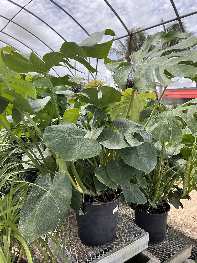 monstera-deliciosa-swiss-cheese-vine-philodendron-pertusum-monstera-lennea-mexican-breadfruit-ceriman