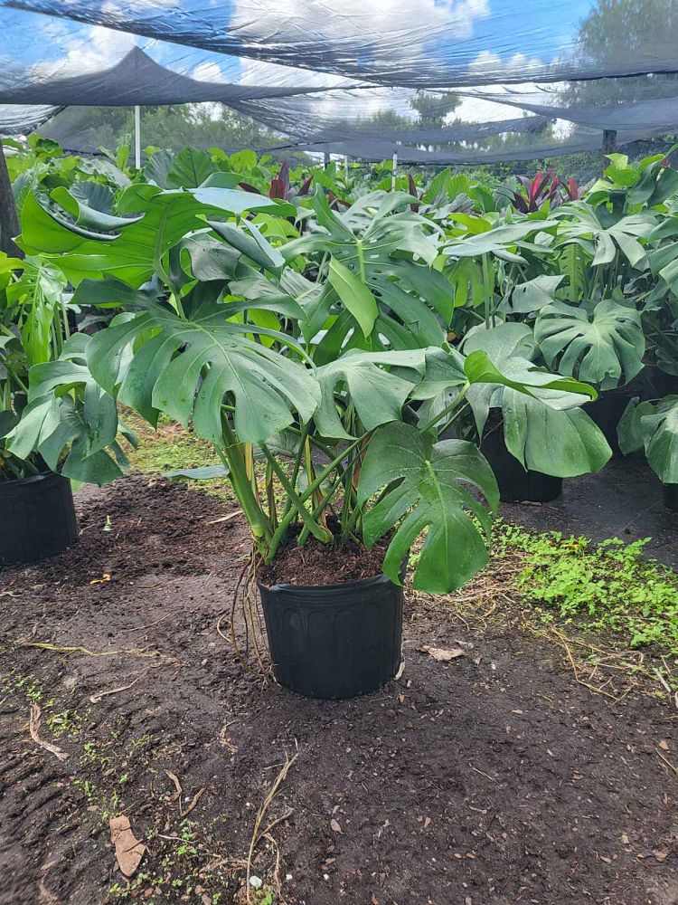 monstera-deliciosa-swiss-cheese-vine-philodendron-pertusum-monstera-lennea-mexican-breadfruit-ceriman