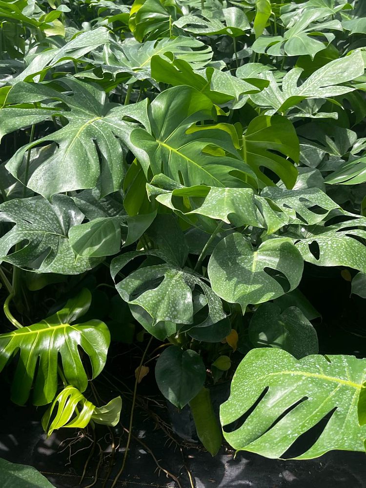 monstera-deliciosa-swiss-cheese-vine-philodendron-pertusum-monstera-lennea-mexican-breadfruit-ceriman