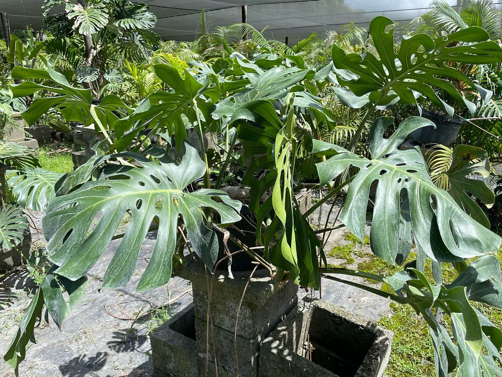 monstera-deliciosa-swiss-cheese-vine-philodendron-pertusum-monstera-lennea-mexican-breadfruit-ceriman