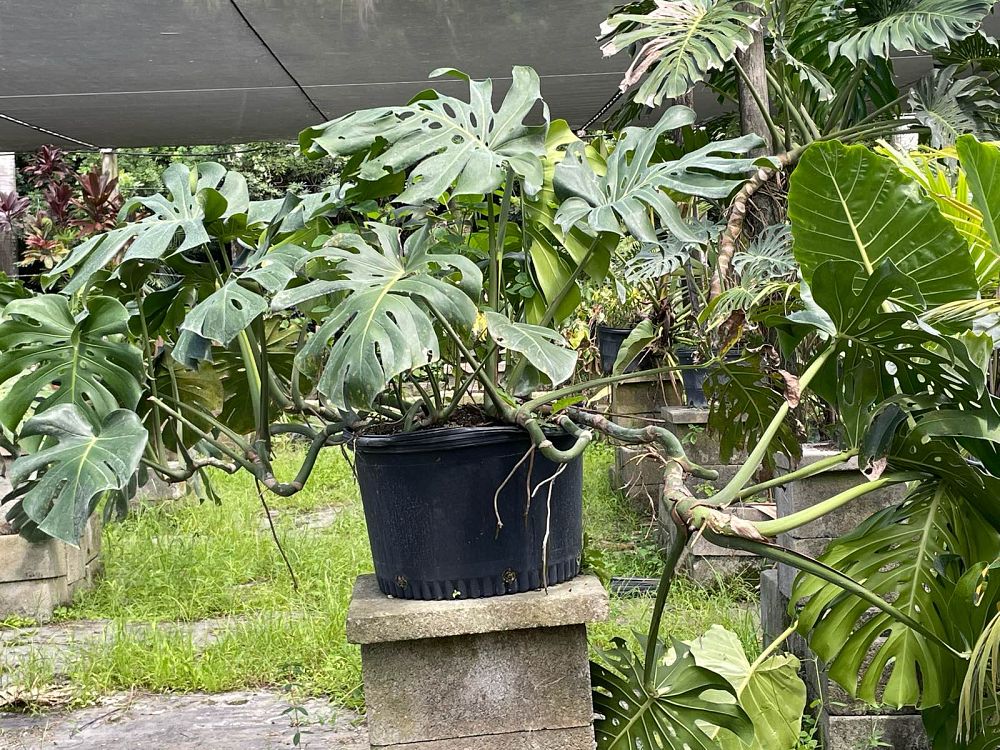 monstera-deliciosa-swiss-cheese-vine-philodendron-pertusum-monstera-lennea-mexican-breadfruit-ceriman