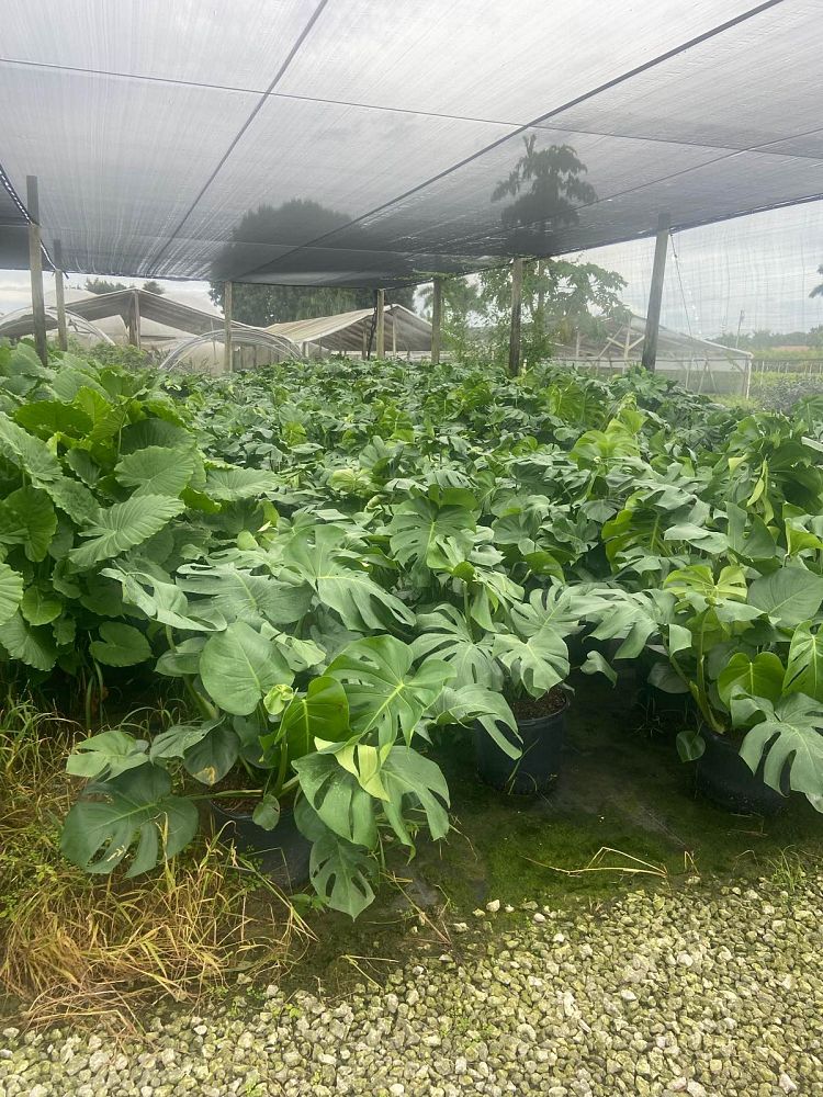 monstera-deliciosa-swiss-cheese-vine-philodendron-pertusum-monstera-lennea-mexican-breadfruit-ceriman