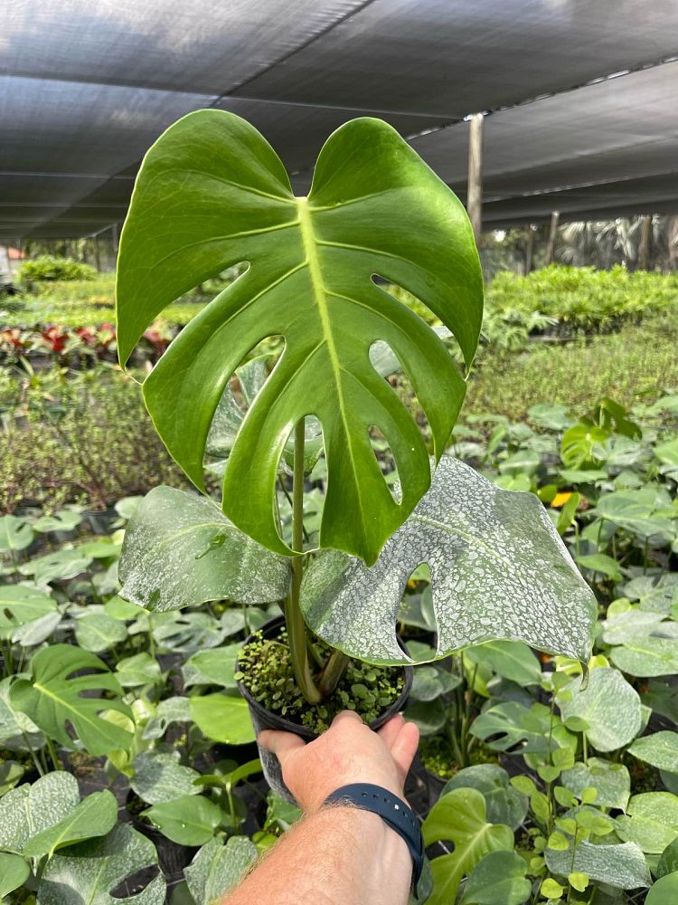 monstera-deliciosa-swiss-cheese-vine-philodendron-pertusum-monstera-lennea-mexican-breadfruit-ceriman