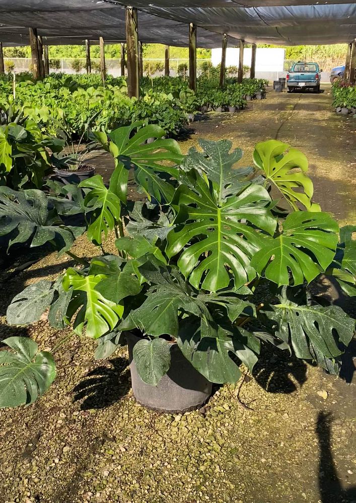 monstera-deliciosa-swiss-cheese-vine-philodendron-pertusum-monstera-lennea-mexican-breadfruit-ceriman