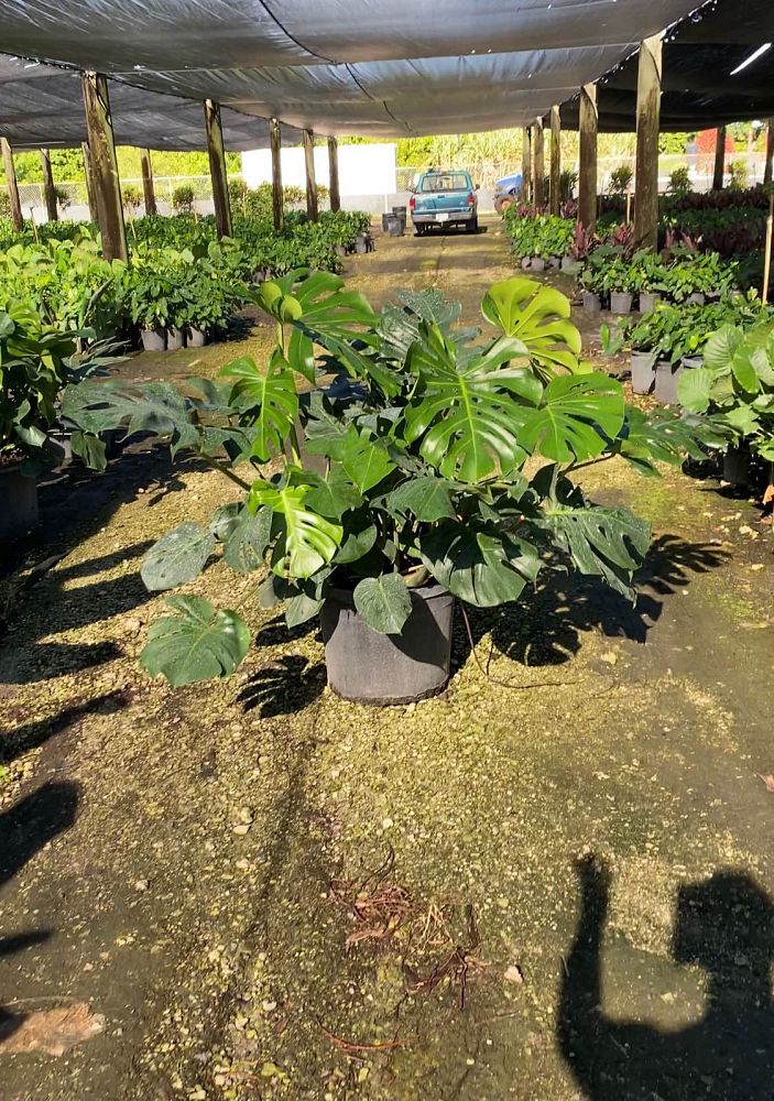 monstera-deliciosa-swiss-cheese-vine-philodendron-pertusum-monstera-lennea-mexican-breadfruit-ceriman