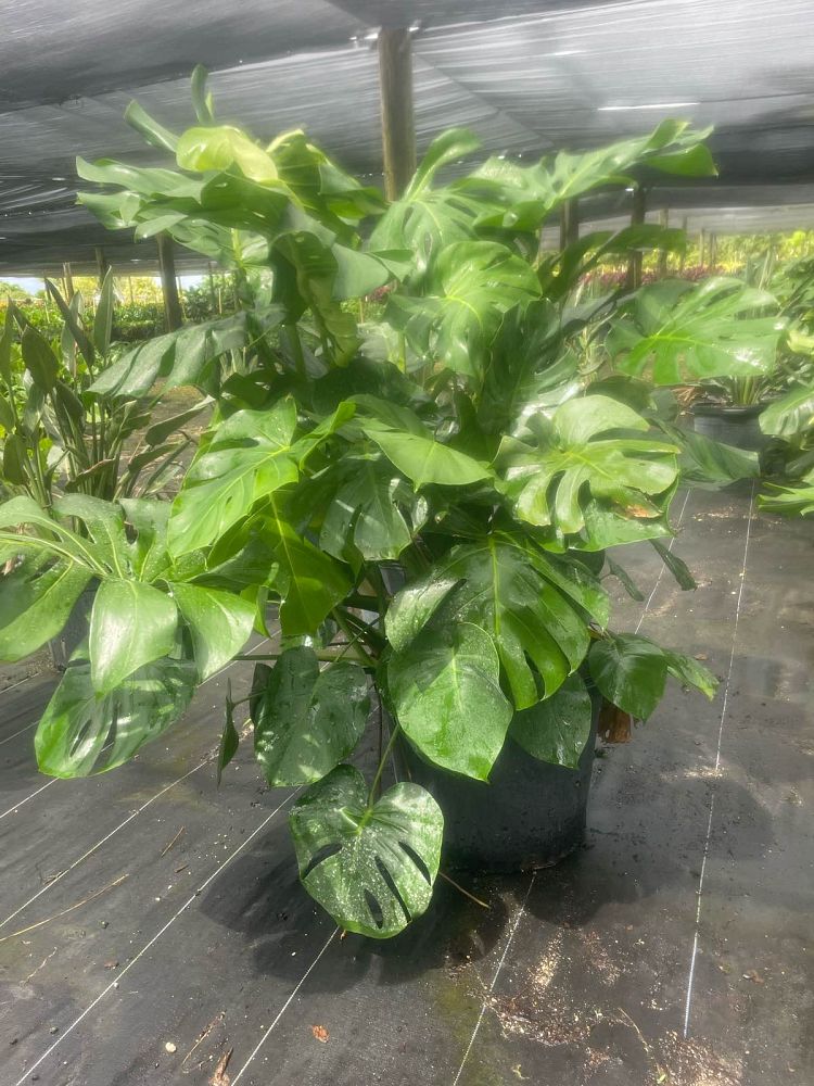 monstera-deliciosa-swiss-cheese-vine-philodendron-pertusum-monstera-lennea-mexican-breadfruit-ceriman