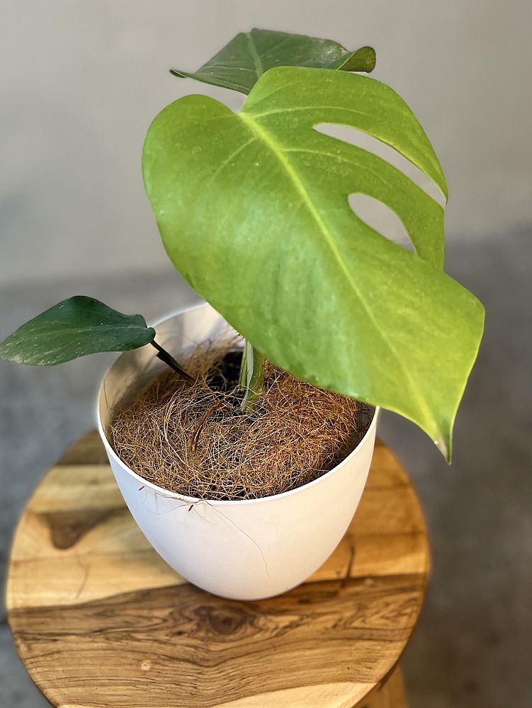 monstera-deliciosa-swiss-cheese-vine-philodendron-pertusum-monstera-lennea-mexican-breadfruit-ceriman