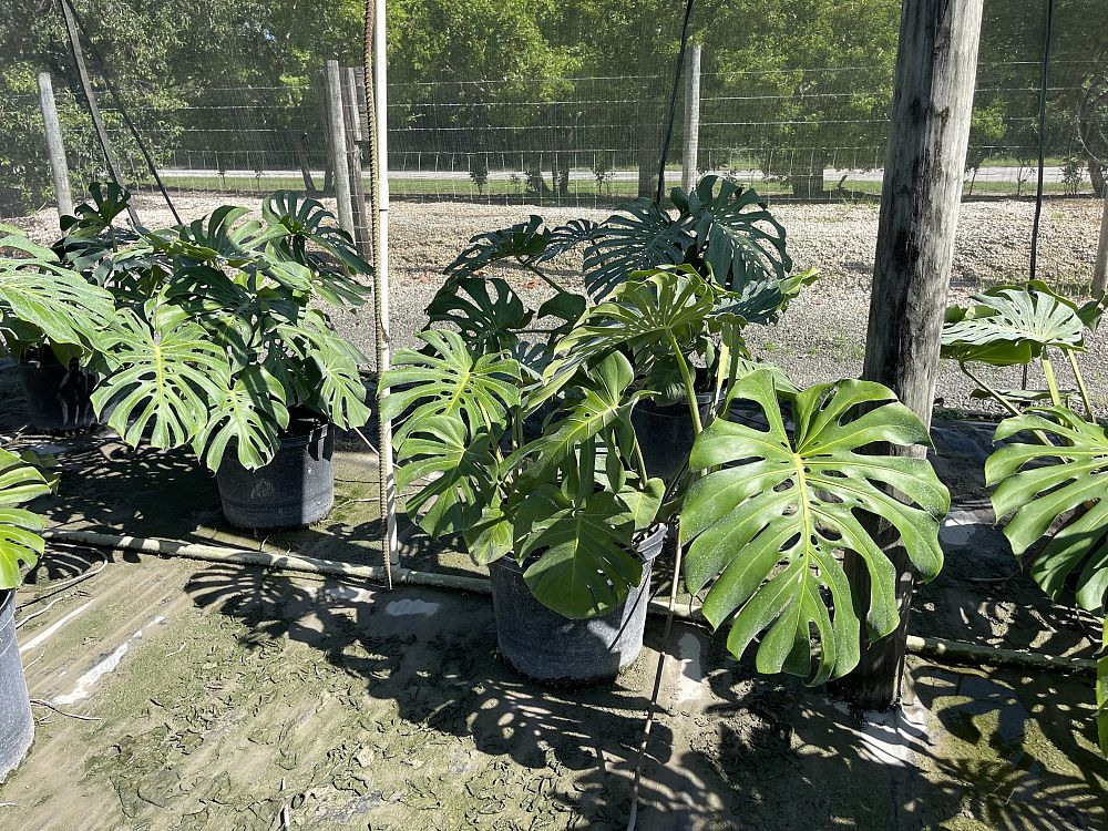 monstera-deliciosa-swiss-cheese-vine-philodendron-pertusum-monstera-lennea-mexican-breadfruit-ceriman