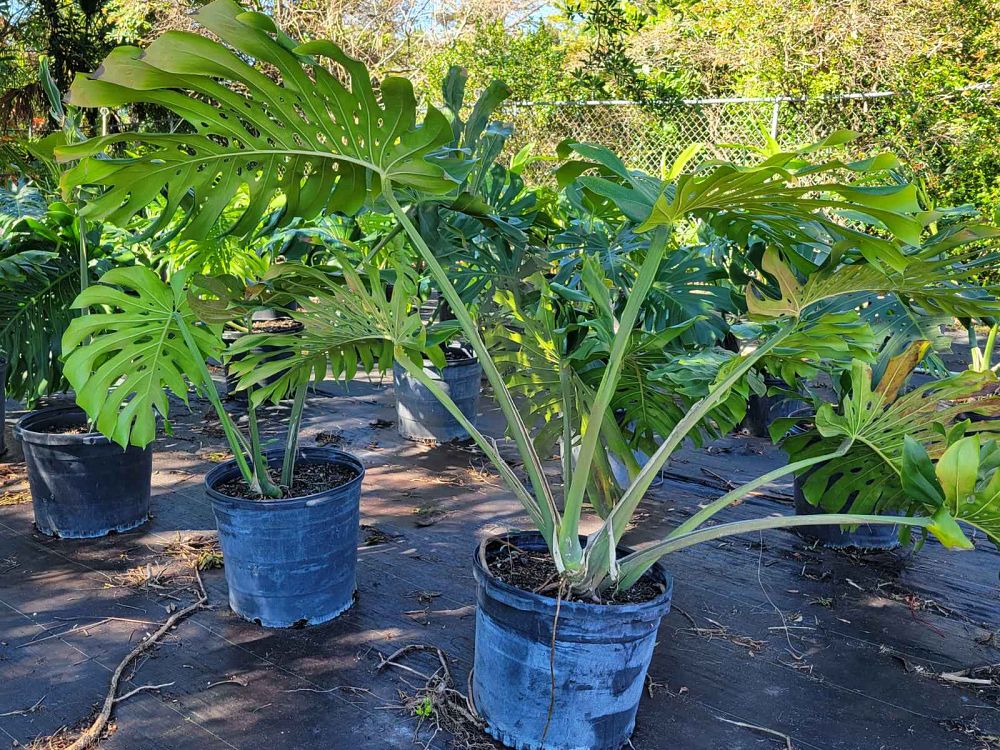 monstera-deliciosa-swiss-cheese-vine-philodendron-pertusum-monstera-lennea-mexican-breadfruit-ceriman