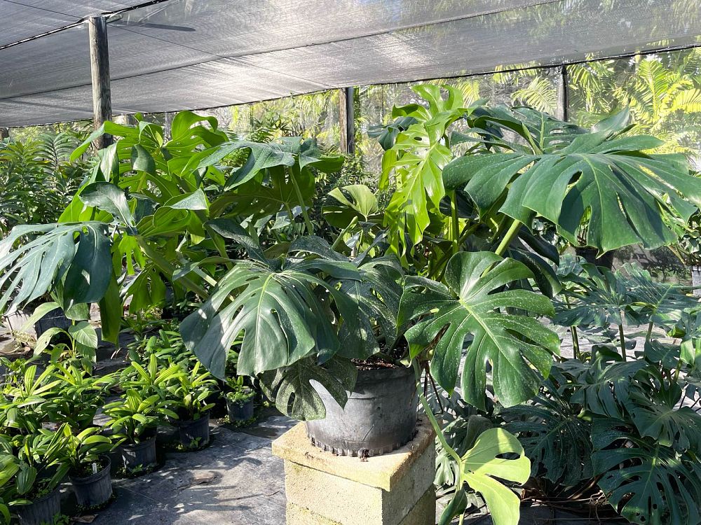 monstera-deliciosa-swiss-cheese-vine-philodendron-pertusum-monstera-lennea-mexican-breadfruit-ceriman