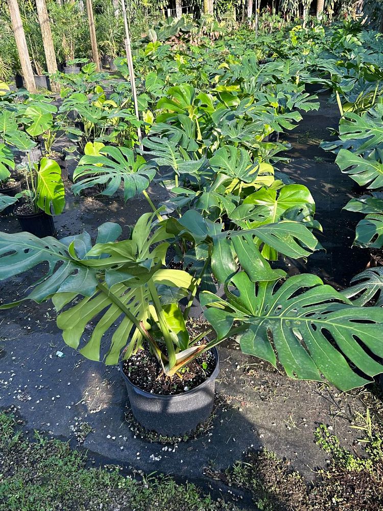 monstera-deliciosa-swiss-cheese-vine-philodendron-pertusum-monstera-lennea-mexican-breadfruit-ceriman