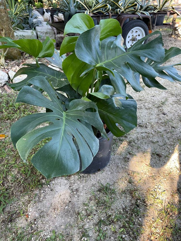 monstera-deliciosa-swiss-cheese-vine-philodendron-pertusum-monstera-lennea-mexican-breadfruit-ceriman