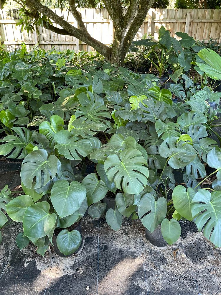 monstera-deliciosa-swiss-cheese-vine-philodendron-pertusum-monstera-lennea-mexican-breadfruit-ceriman