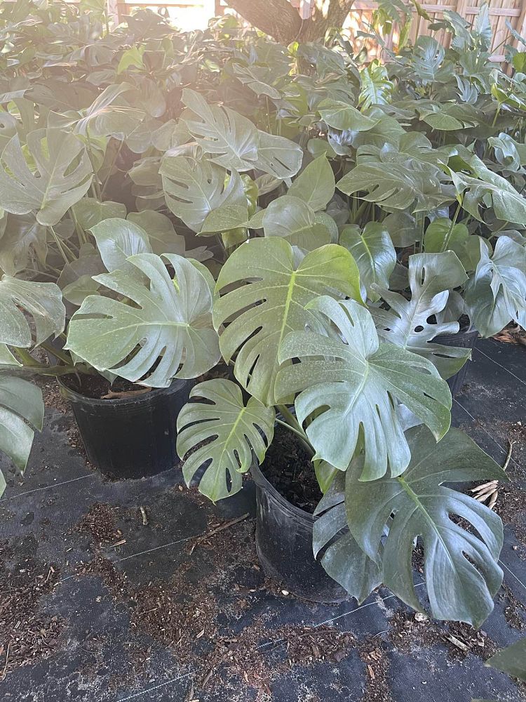monstera-deliciosa-swiss-cheese-vine-philodendron-pertusum-monstera-lennea-mexican-breadfruit-ceriman