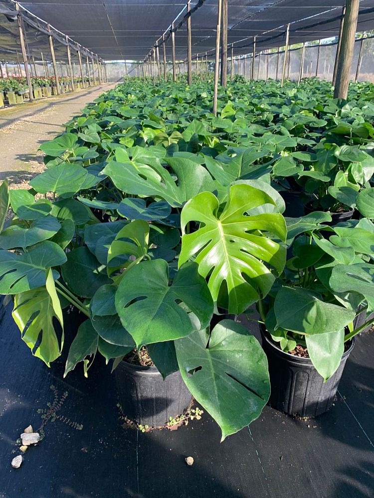 monstera-deliciosa-swiss-cheese-vine-philodendron-pertusum-monstera-lennea-mexican-breadfruit-ceriman