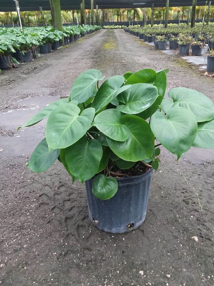 monstera-deliciosa-swiss-cheese-vine-philodendron-pertusum-monstera-lennea-mexican-breadfruit-ceriman