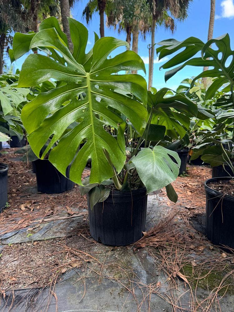 monstera-deliciosa-swiss-cheese-vine-philodendron-pertusum-monstera-lennea-mexican-breadfruit-ceriman