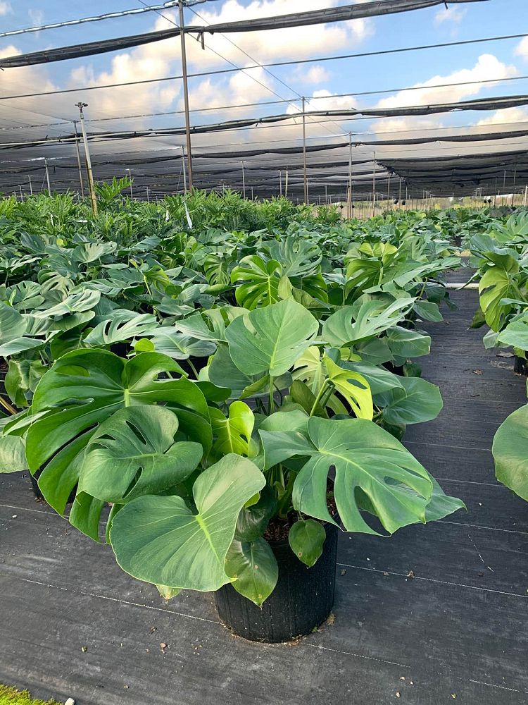 monstera-deliciosa-swiss-cheese-vine-philodendron-pertusum-monstera-lennea-mexican-breadfruit-ceriman