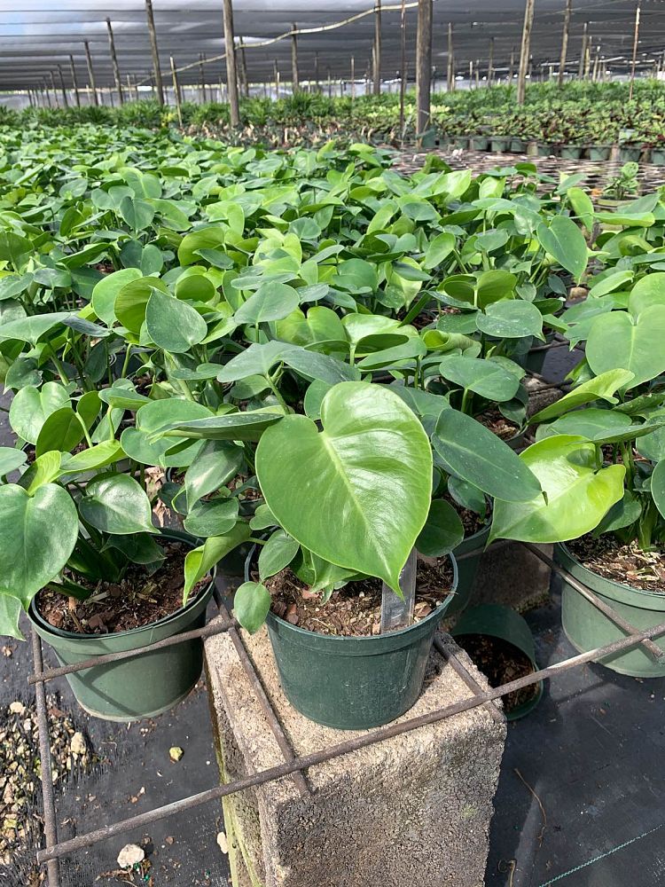 monstera-deliciosa-swiss-cheese-vine-philodendron-pertusum-monstera-lennea-mexican-breadfruit-ceriman