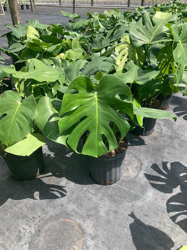 monstera-deliciosa-swiss-cheese-vine-philodendron-pertusum-monstera-lennea-mexican-breadfruit-ceriman