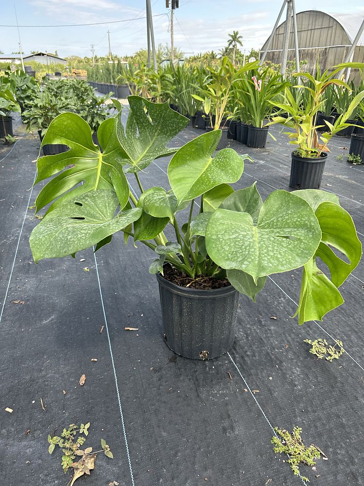 monstera-deliciosa-swiss-cheese-vine-philodendron-pertusum-monstera-lennea-mexican-breadfruit-ceriman