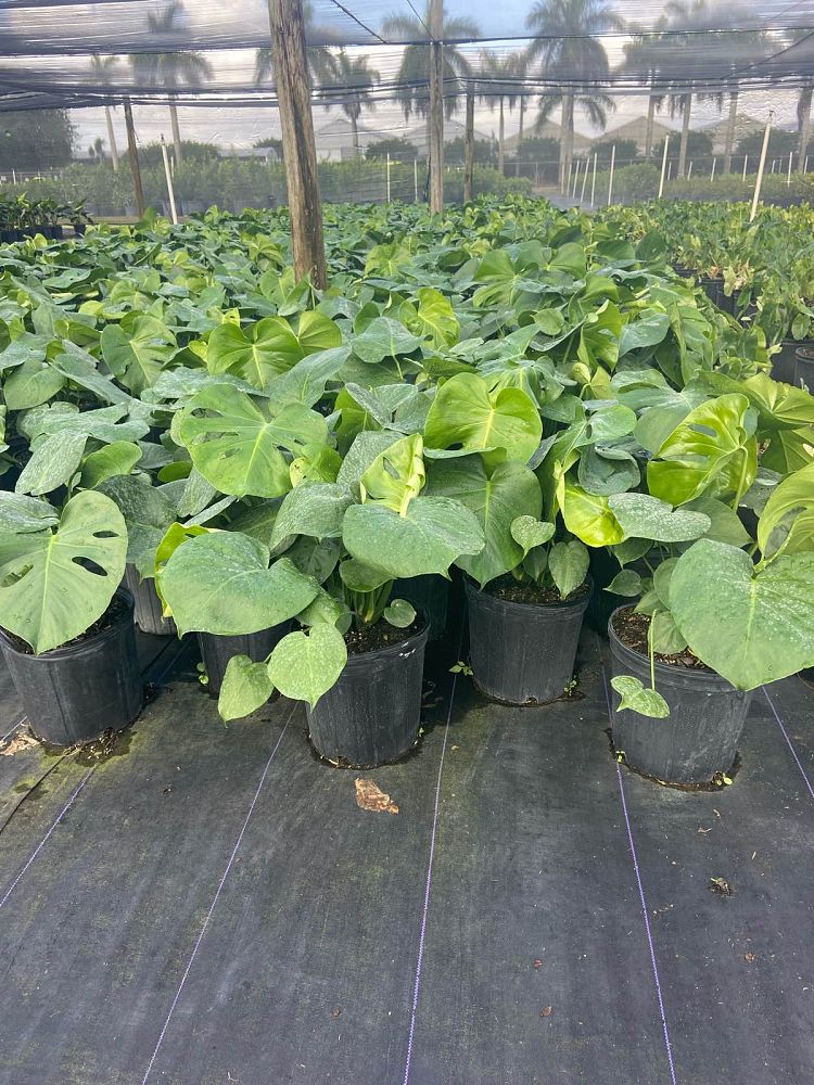 monstera-deliciosa-swiss-cheese-vine-philodendron-pertusum-monstera-lennea-mexican-breadfruit-ceriman