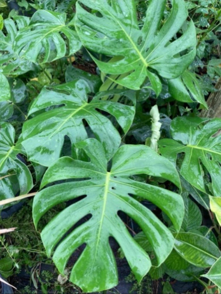 monstera-deliciosa-swiss-cheese-vine-philodendron-pertusum-monstera-lennea-mexican-breadfruit-ceriman