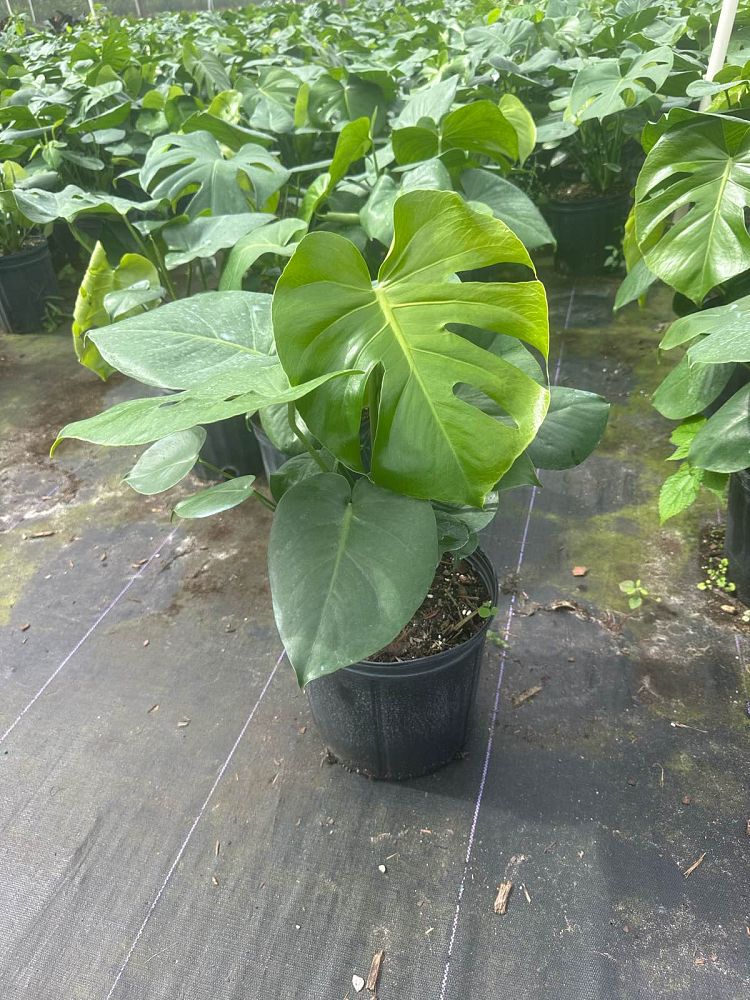 monstera-deliciosa-swiss-cheese-vine-philodendron-pertusum-monstera-lennea-mexican-breadfruit-ceriman