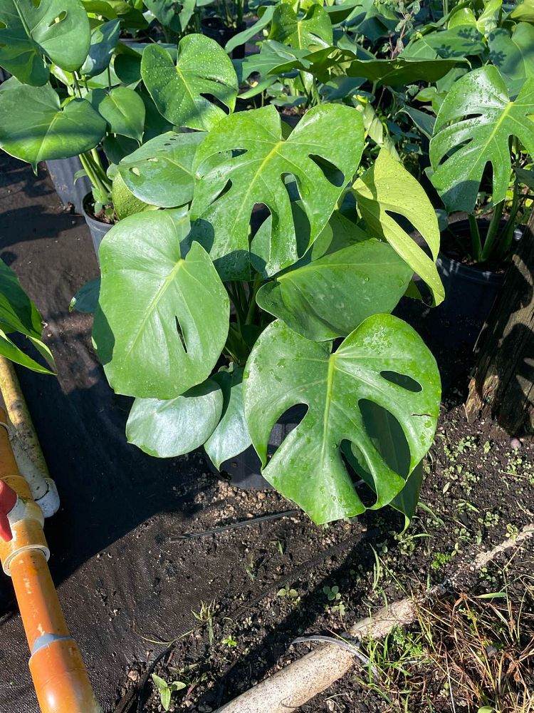 monstera-deliciosa-swiss-cheese-vine-philodendron-pertusum-monstera-lennea-mexican-breadfruit-ceriman