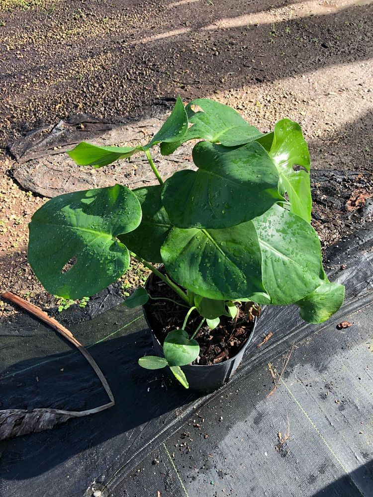 monstera-deliciosa-swiss-cheese-vine-philodendron-pertusum-monstera-lennea-mexican-breadfruit-ceriman