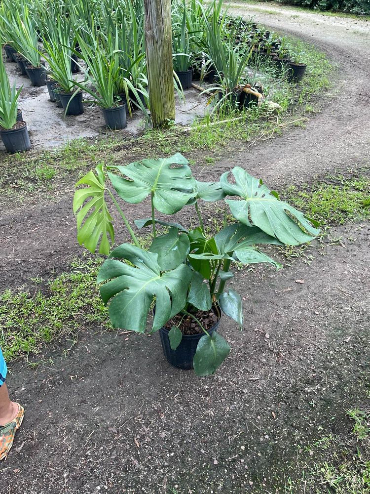 monstera-deliciosa-swiss-cheese-vine-philodendron-pertusum-monstera-lennea-mexican-breadfruit-ceriman