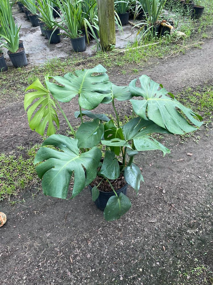 monstera-deliciosa-swiss-cheese-vine-philodendron-pertusum-monstera-lennea-mexican-breadfruit-ceriman