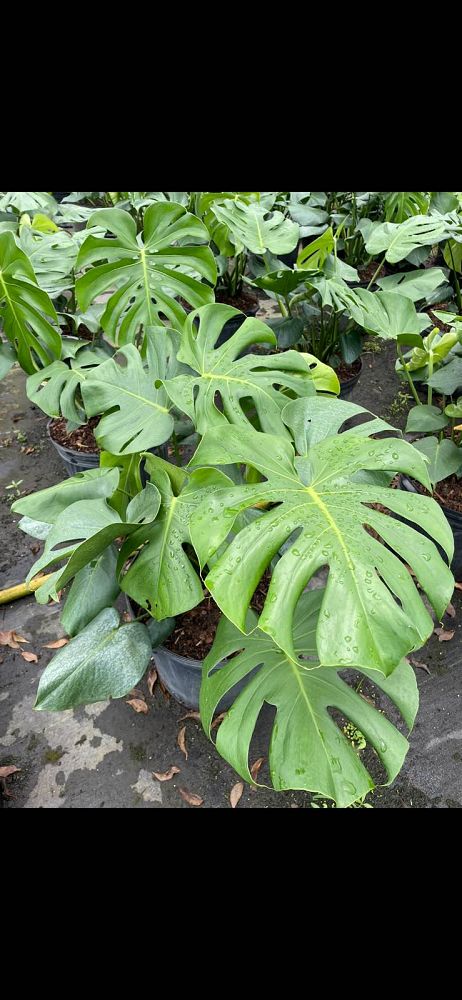monstera-deliciosa-swiss-cheese-vine-philodendron-pertusum-monstera-lennea-mexican-breadfruit-ceriman