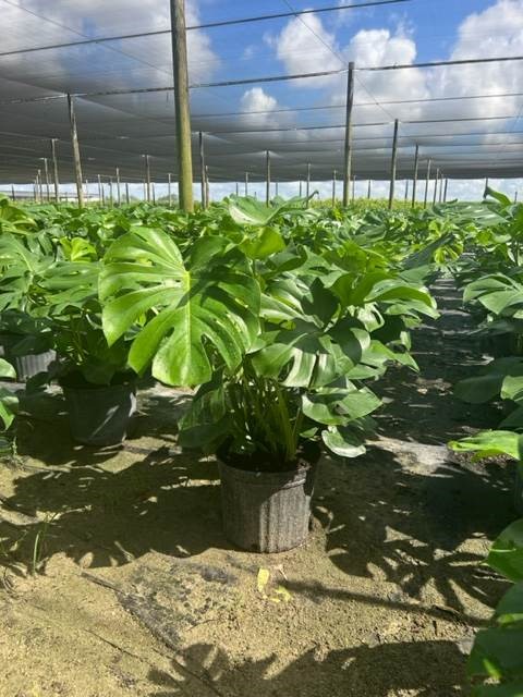 monstera-deliciosa-swiss-cheese-vine-philodendron-pertusum-monstera-lennea-mexican-breadfruit-ceriman